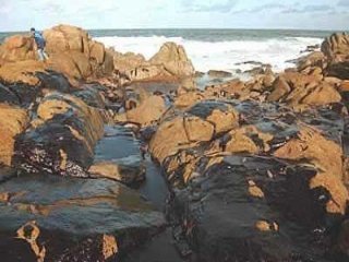 PRESTIGE ROCAS 02  ECOLOGIA